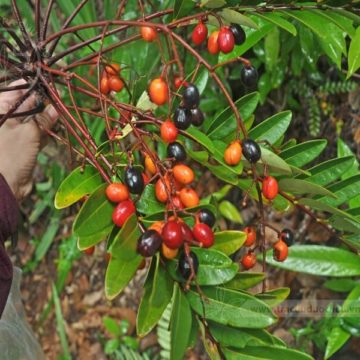 Smilax verticalis Gagnep